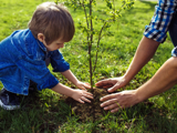 Photo of a young boy planting a tree sapling.